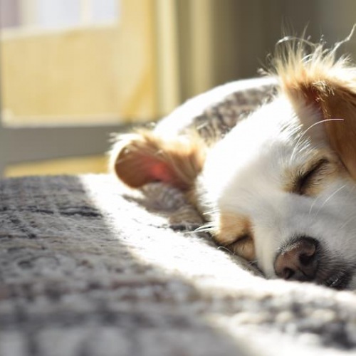Dog sleeping in the sun
